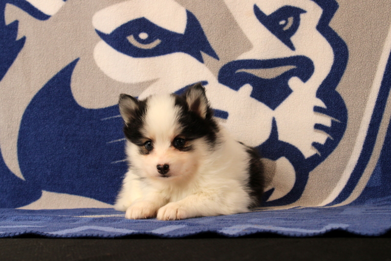 puppy, for, sale, Pomsky, Matthew B. Stoltzfus, dog, breeder, Gap, PA, dog-breeder, puppy-for-sale, forsale, nearby, find, puppyfind, locator, puppylocator, aca